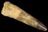 Bargain, Real Spinosaurus Tooth - Composite Tip #175308-1